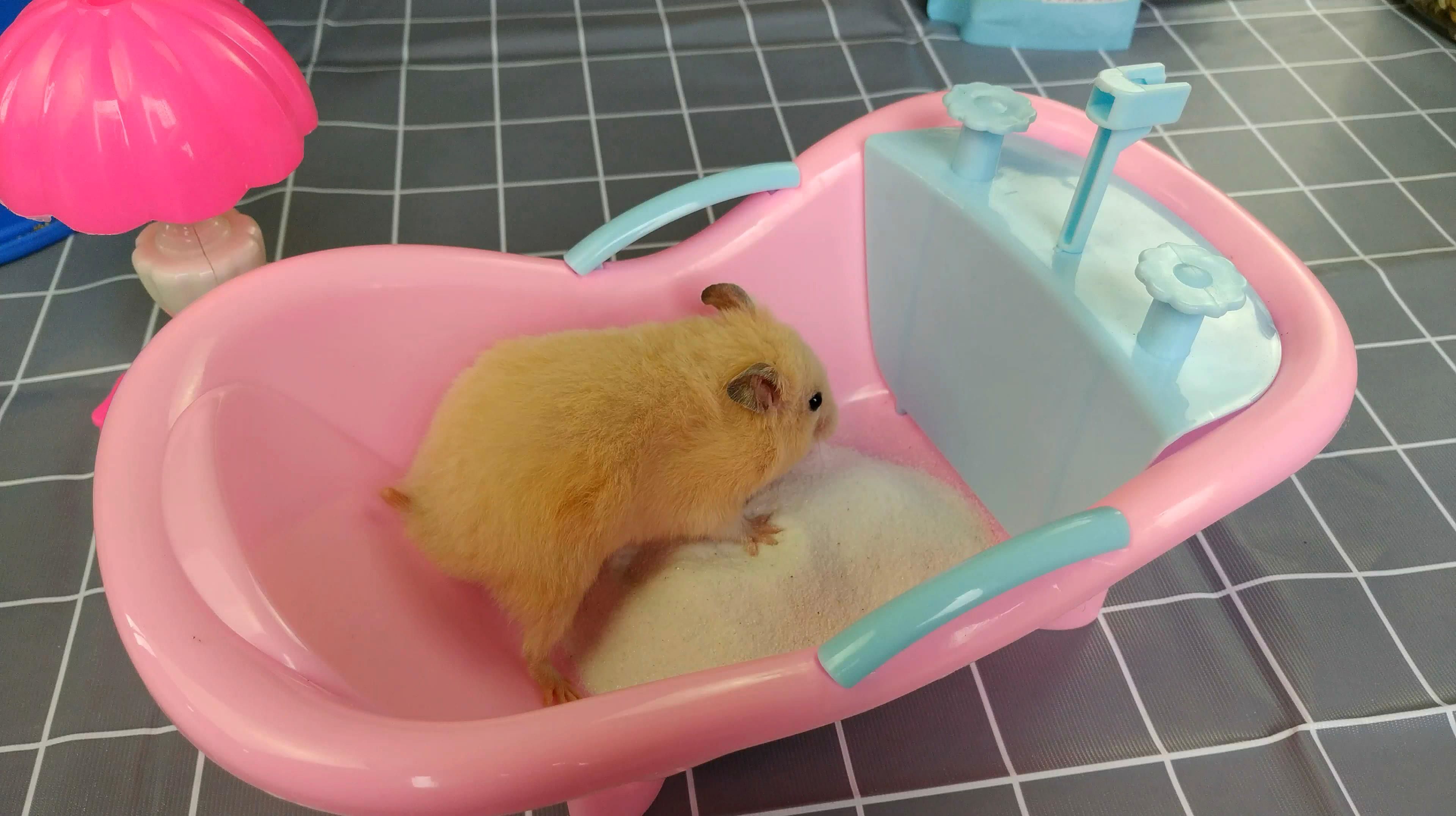 正在准备洗澡的仓鼠