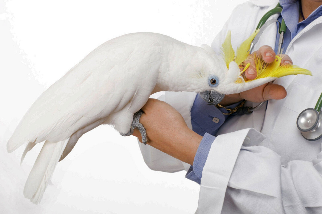 凤头鹦鹉正在接受医生的检查