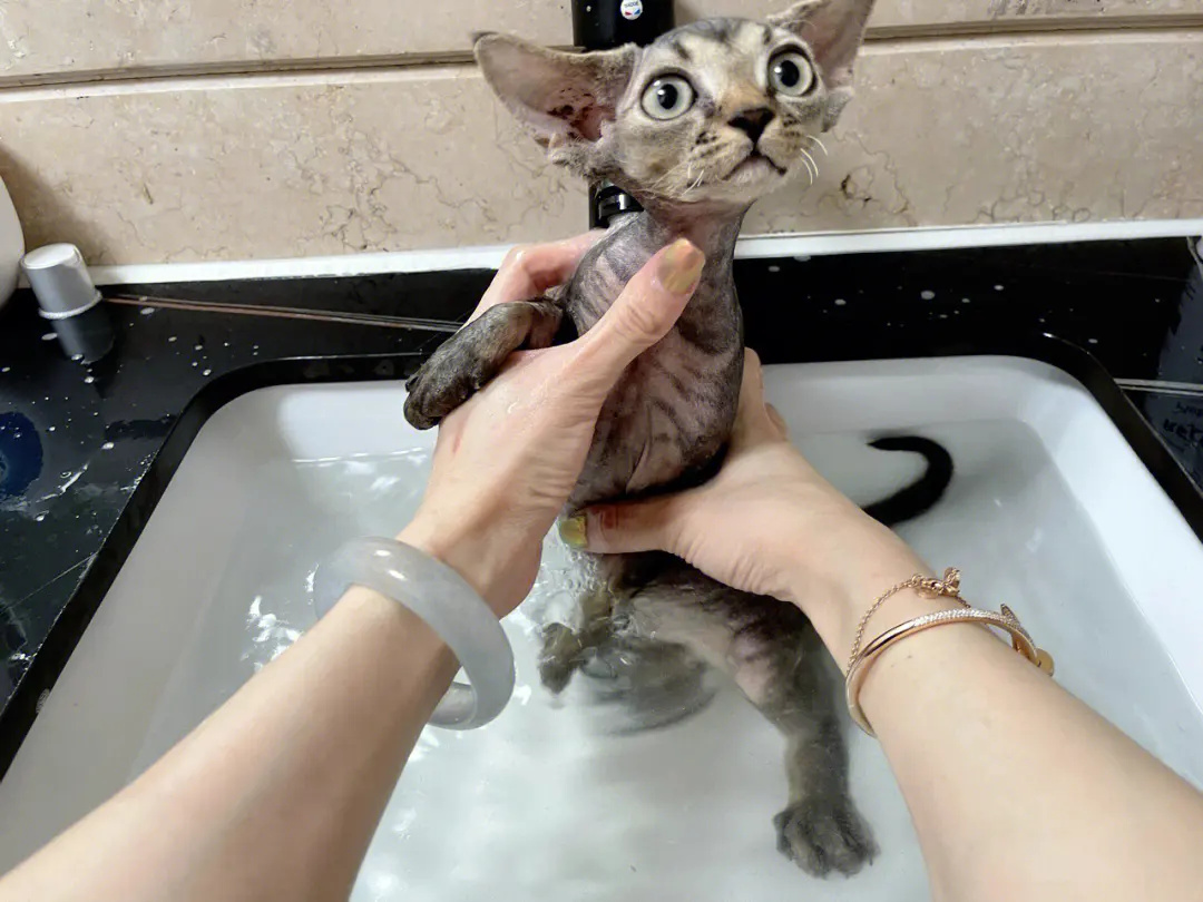正在洗澡的德文猫