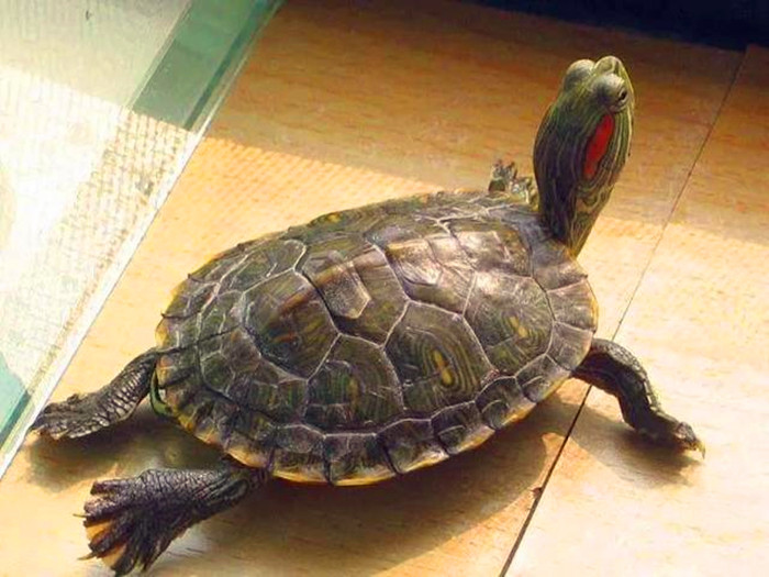 在地板上晒太阳的巴西龟