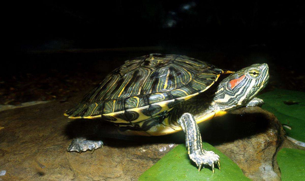放生在野外的巴西龟