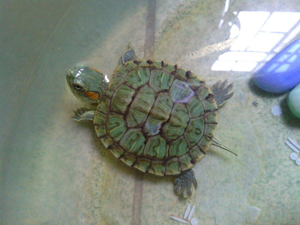 巴西龟幼崽