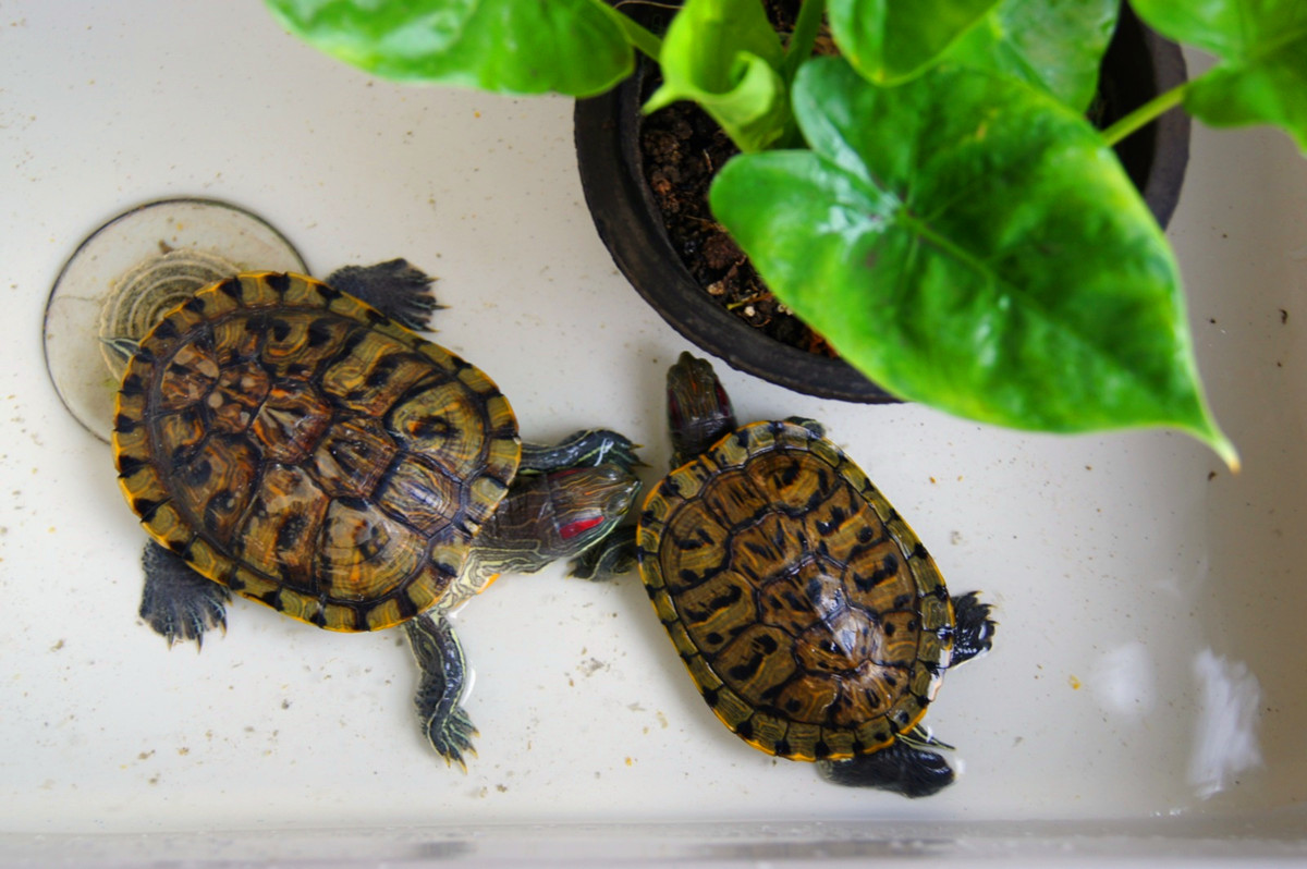在舒适环境下生活的两只巴西龟