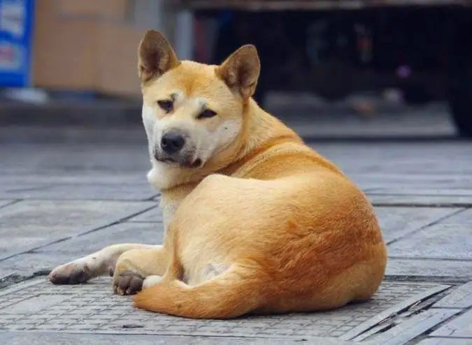 盘在地上休息的中华田园犬