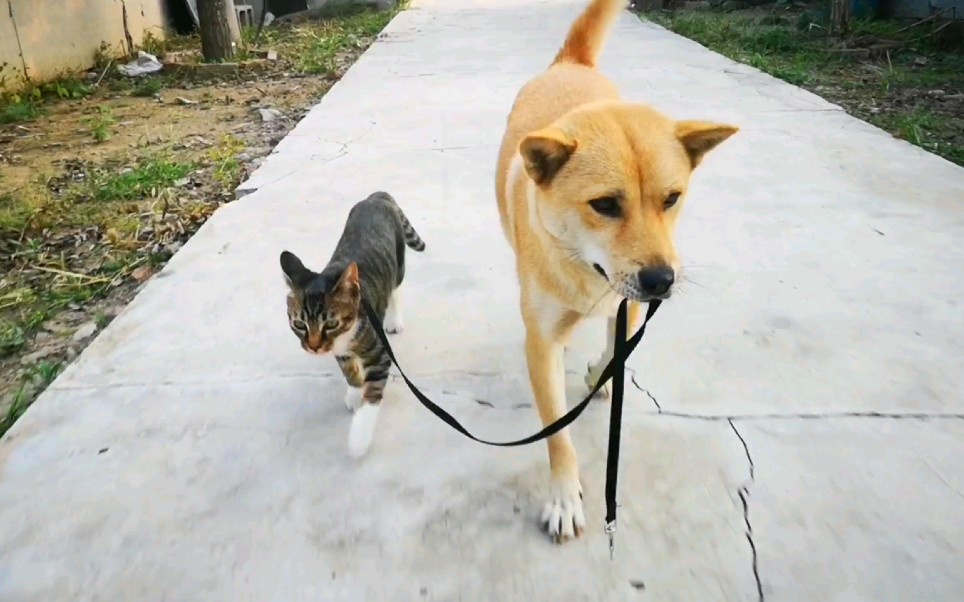接受训练后的中华田园犬开始替主人溜猫