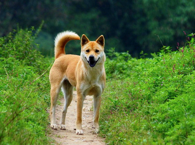 中华田园犬是否需要定期美容和清洁？