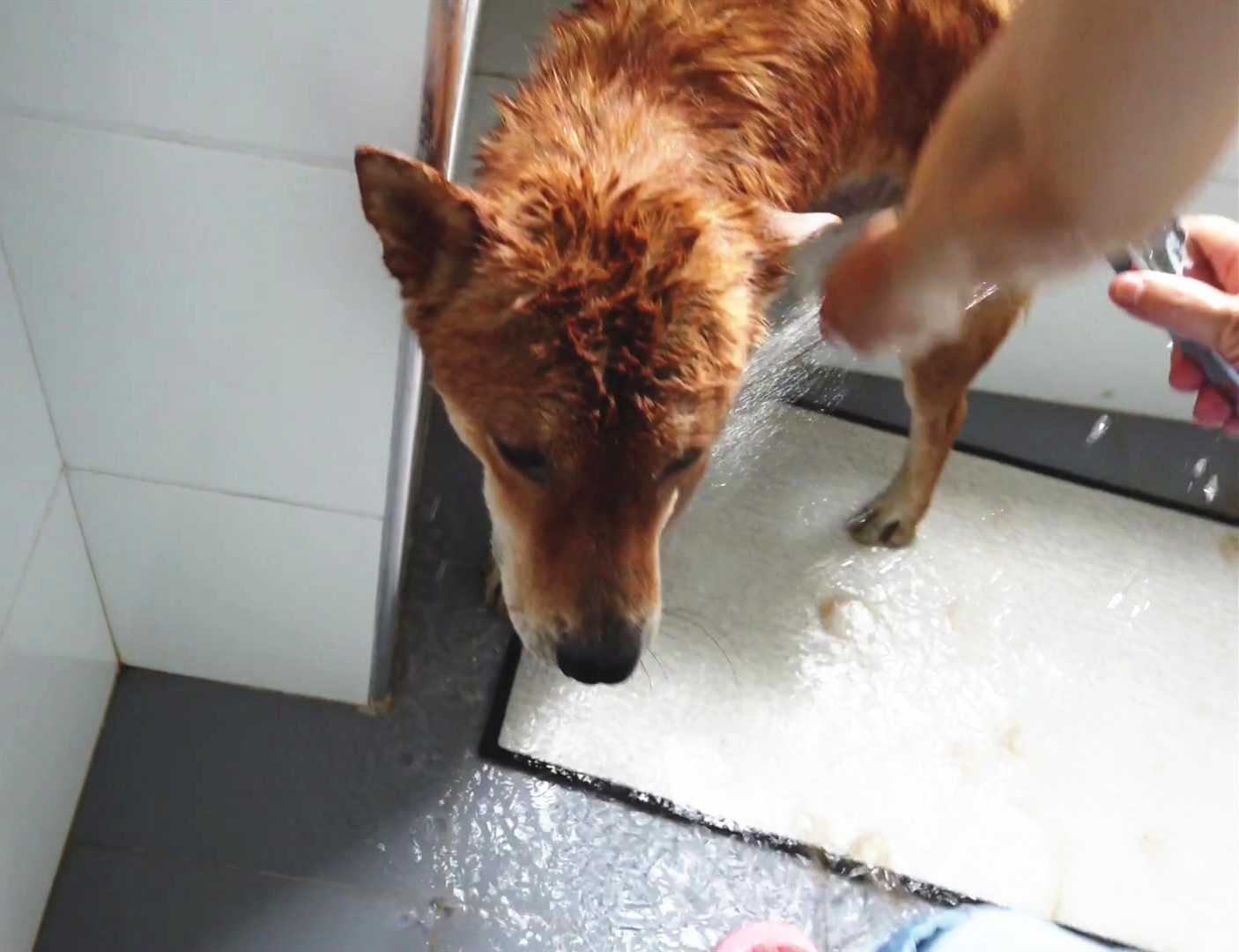 正在洗澡的中华田园犬