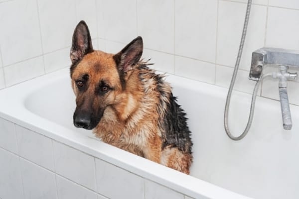正在洗浴池洗澡的德国牧羊犬