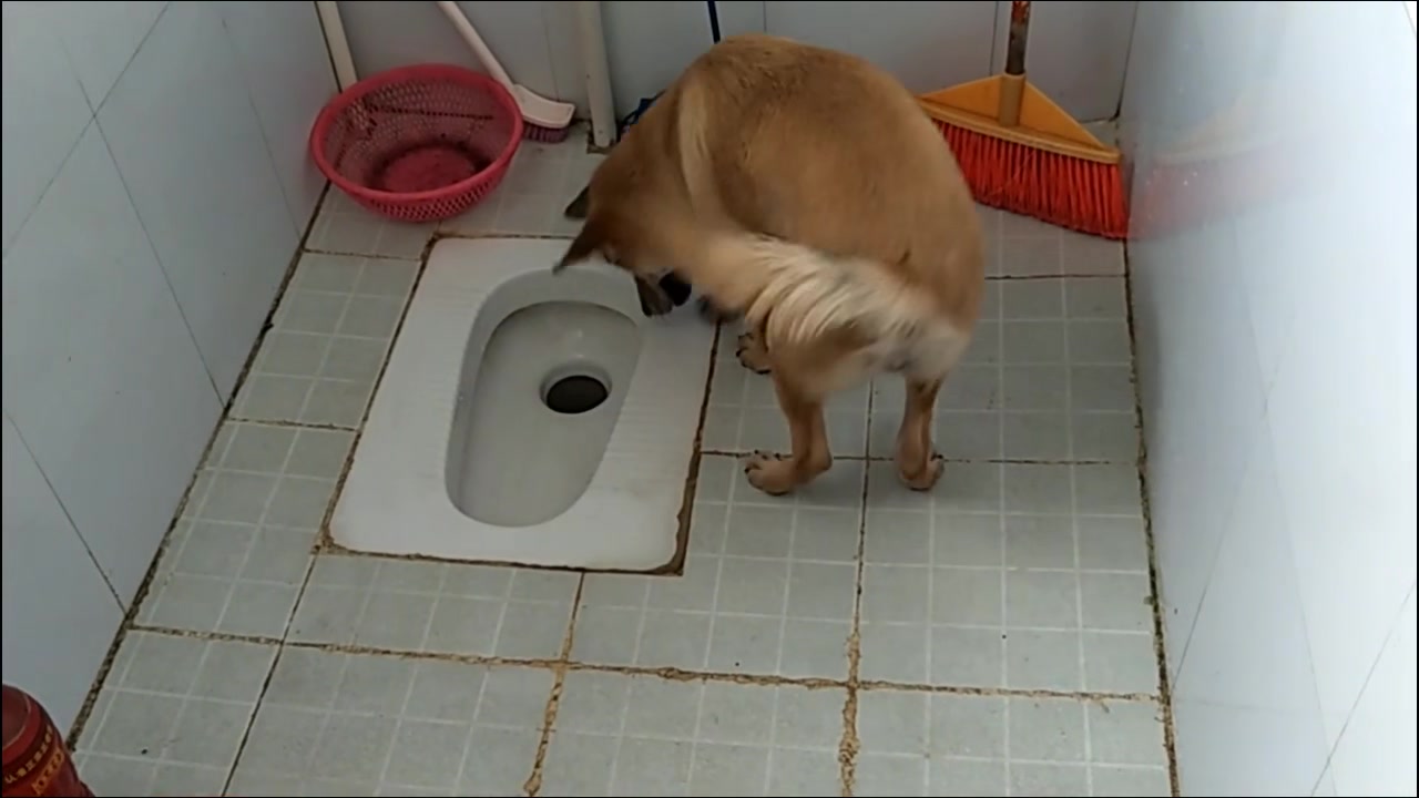 训练到卫生间去排便的中华田园犬