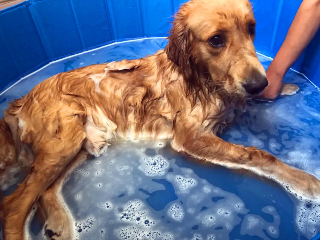 成年金毛犬多久洗一次澡最好？