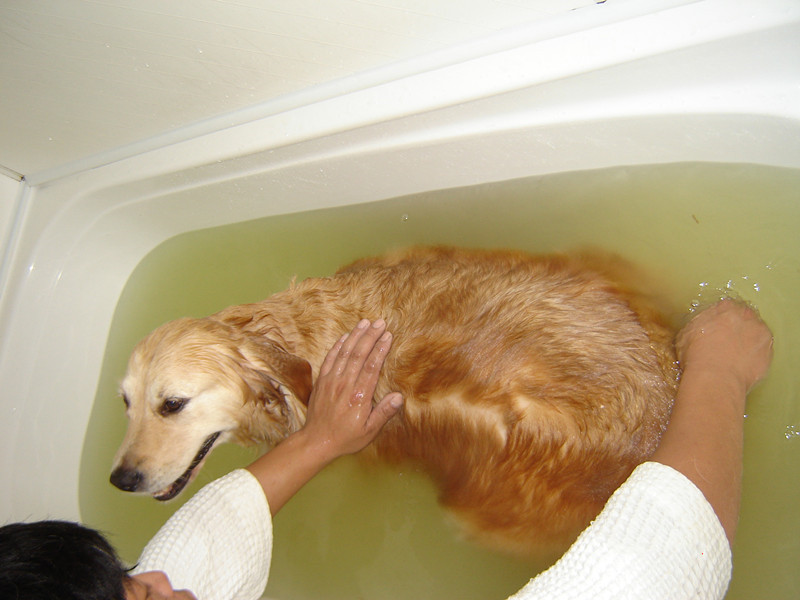 主人真在检查金毛犬洗澡水的温度