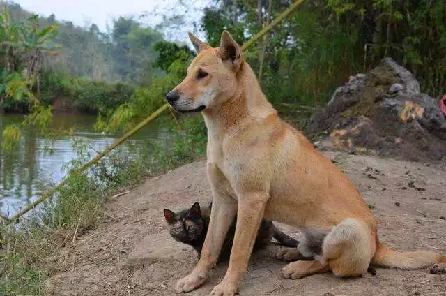 与猫一起在池塘边的中华田园犬