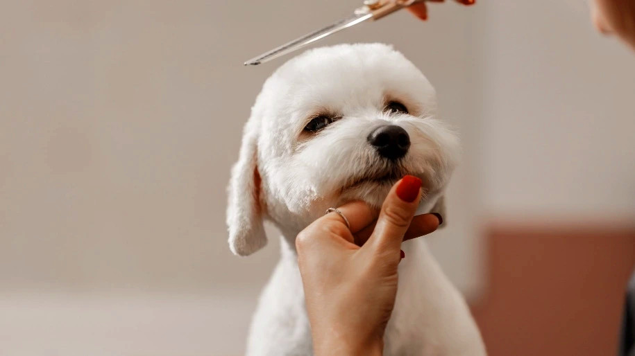 正在美容理发的白色泰迪犬