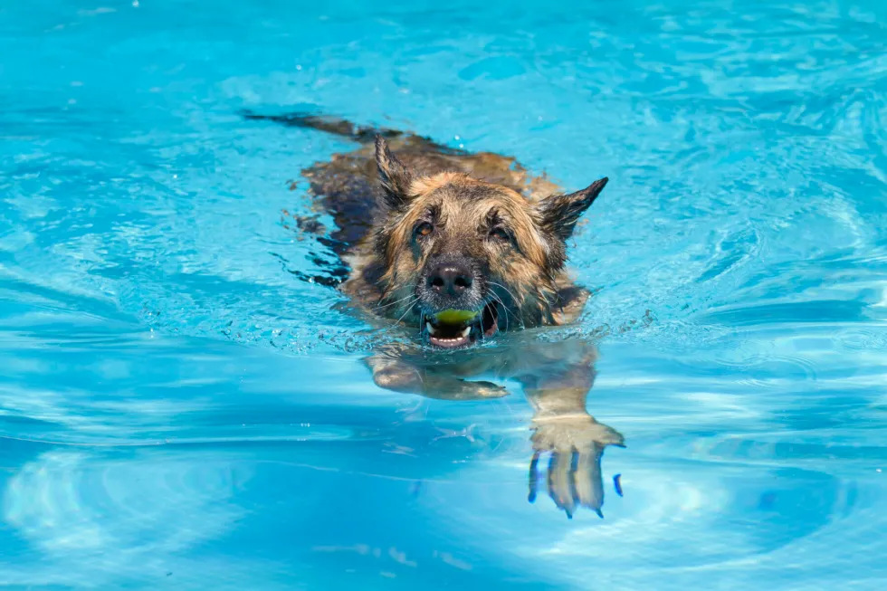 如何训练德国牧羊犬在游泳时保持安全状态？