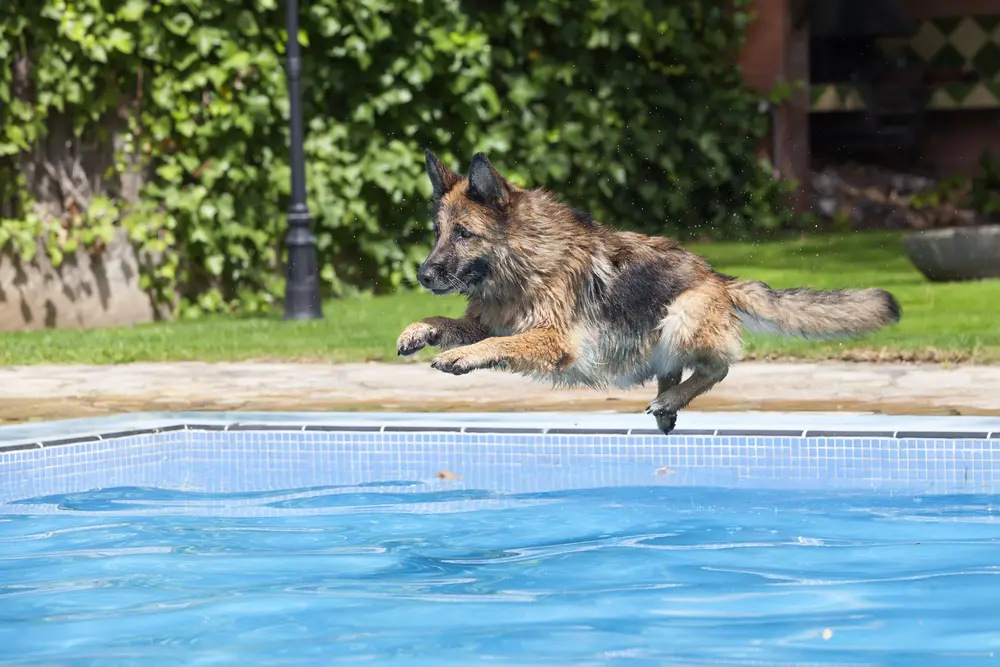 跳入水中准备游泳的德国牧羊犬
