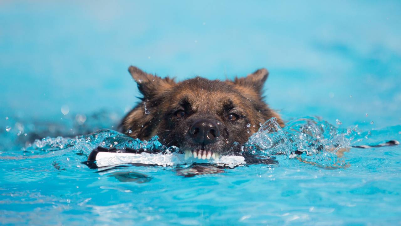 在水中游泳的德国牧羊犬