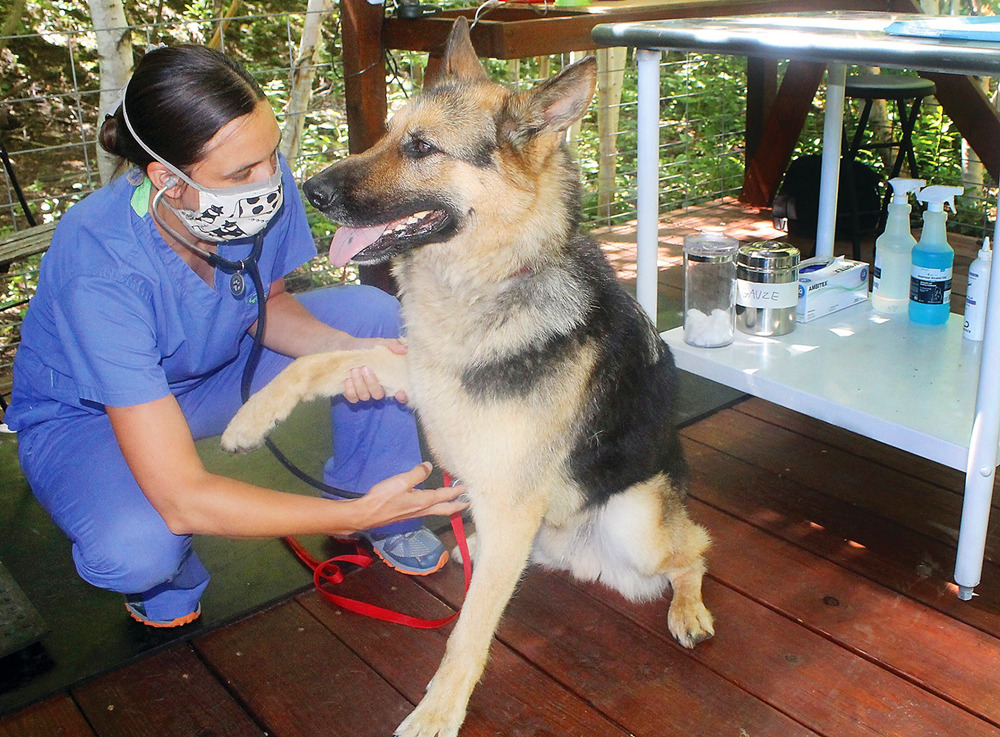 兽医在给德国牧羊犬做身体检查