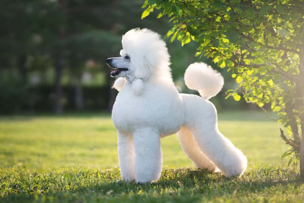 正在享受日光的白色泰迪犬
