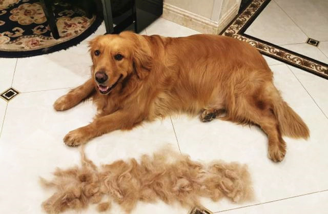 毛发修剪后的金毛犬