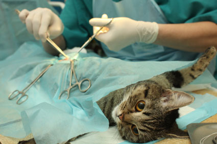 医生开始在给一只中华狸花猫做绝育手术