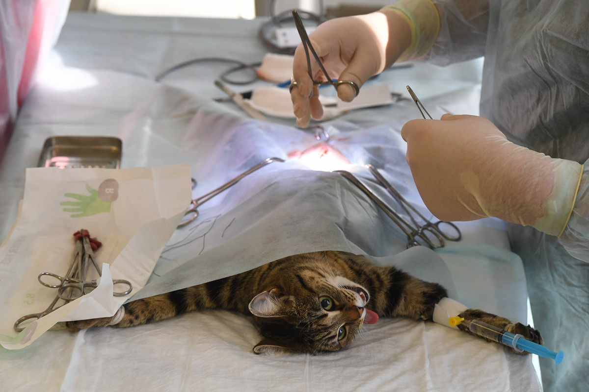 医生将一只中华狸花猫的四肢捆绑起来，准备给它做绝育手术