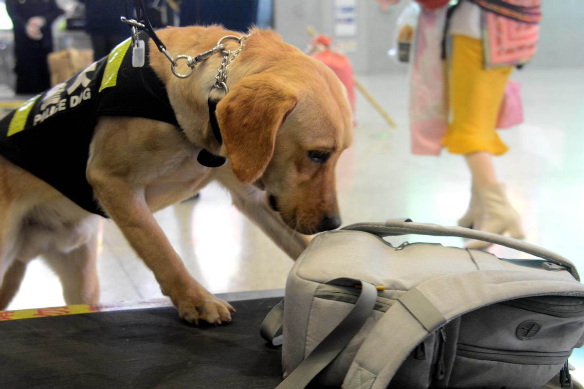 拉布拉多犬怎么训练成警犬？