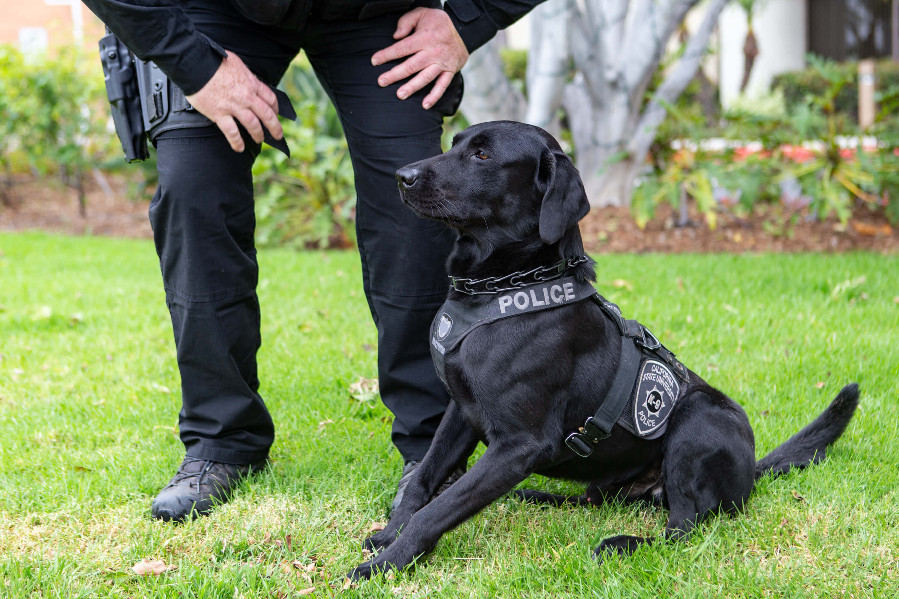 接受警员“坐下”指令的黑色拉布拉多警犬