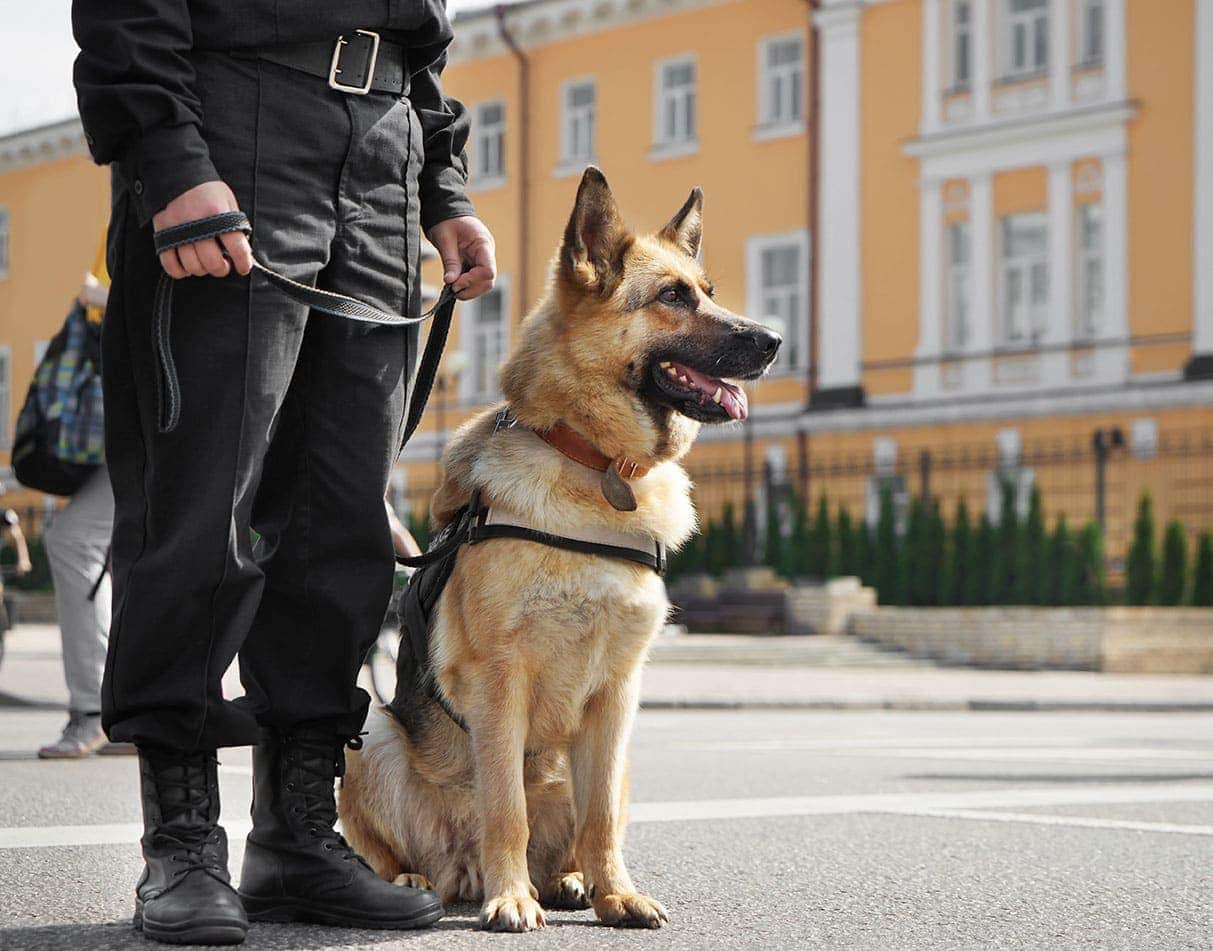警察与德国牧羊犬