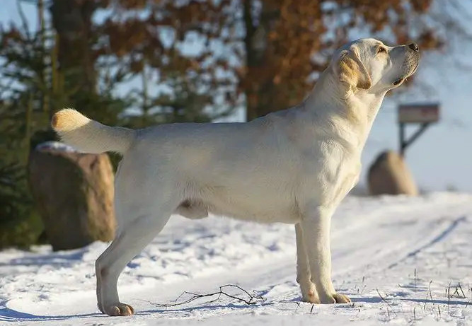 雪地上的一只白色拉布拉多犬