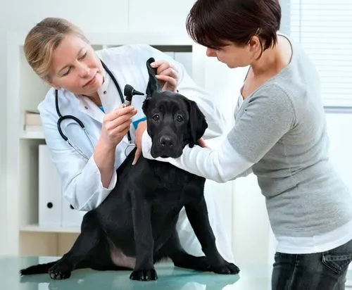 医生在给拉布拉多犬做身体检查