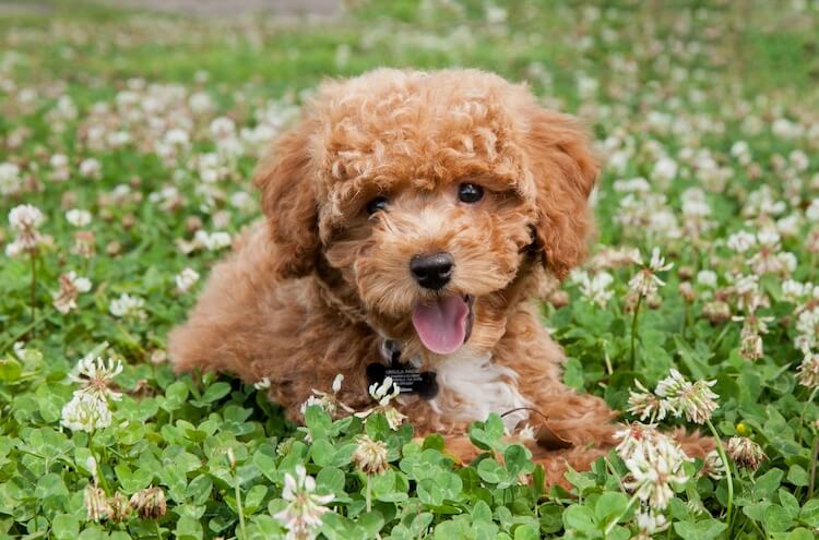 躺在花草丛中的泰迪犬