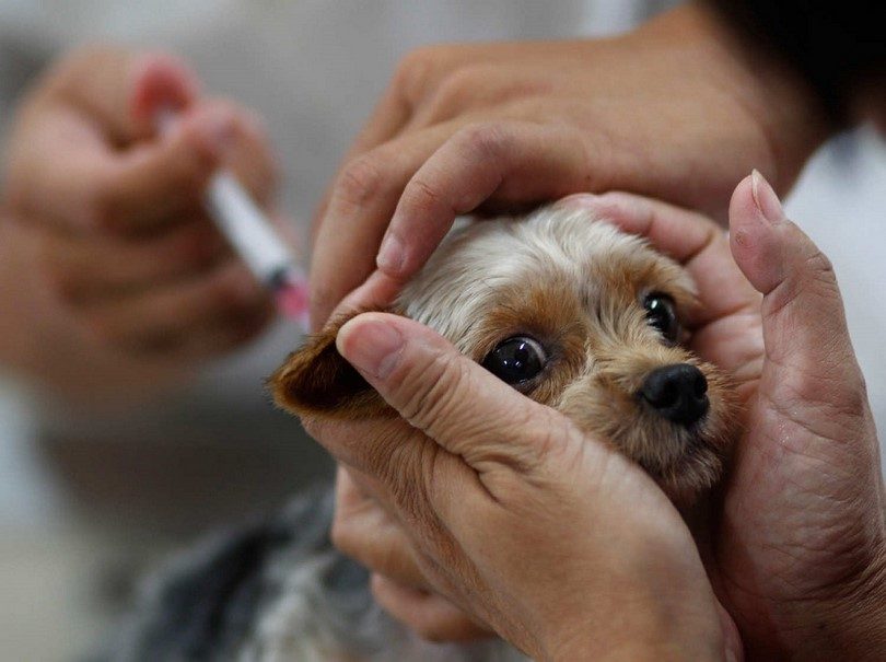 正在接种疫苗的泰迪犬