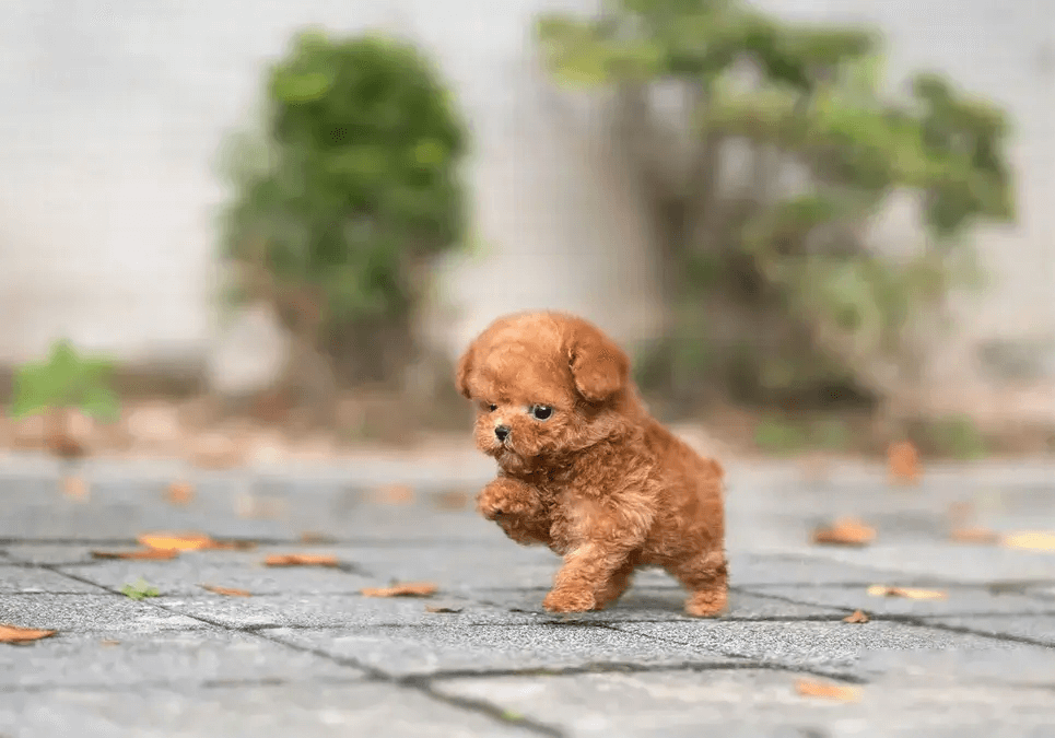 小型泰迪犬