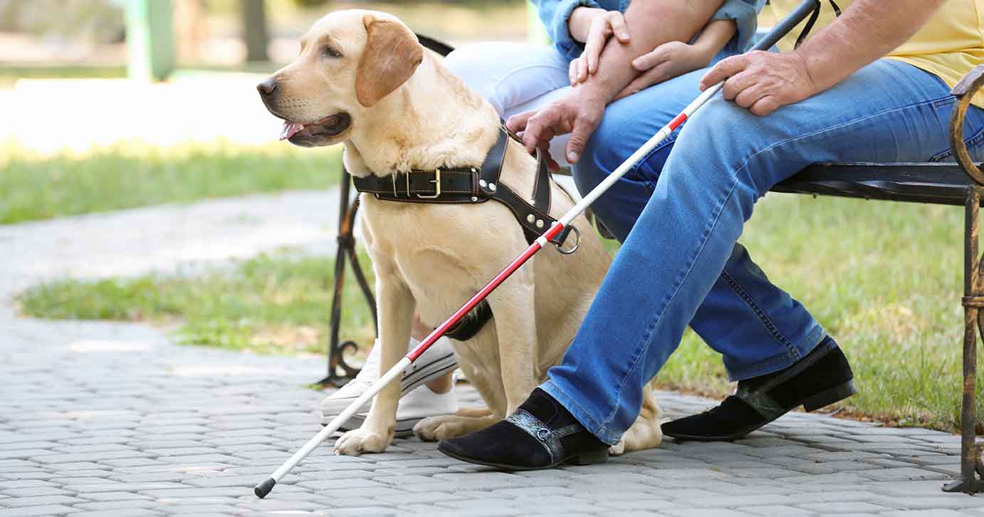 如何将拉布拉多犬训练为导盲犬？