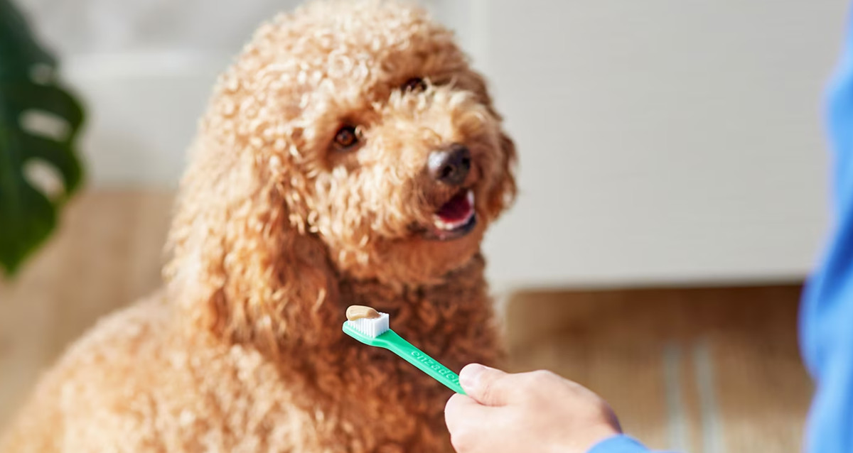刷牙对泰迪犬而言非常重要