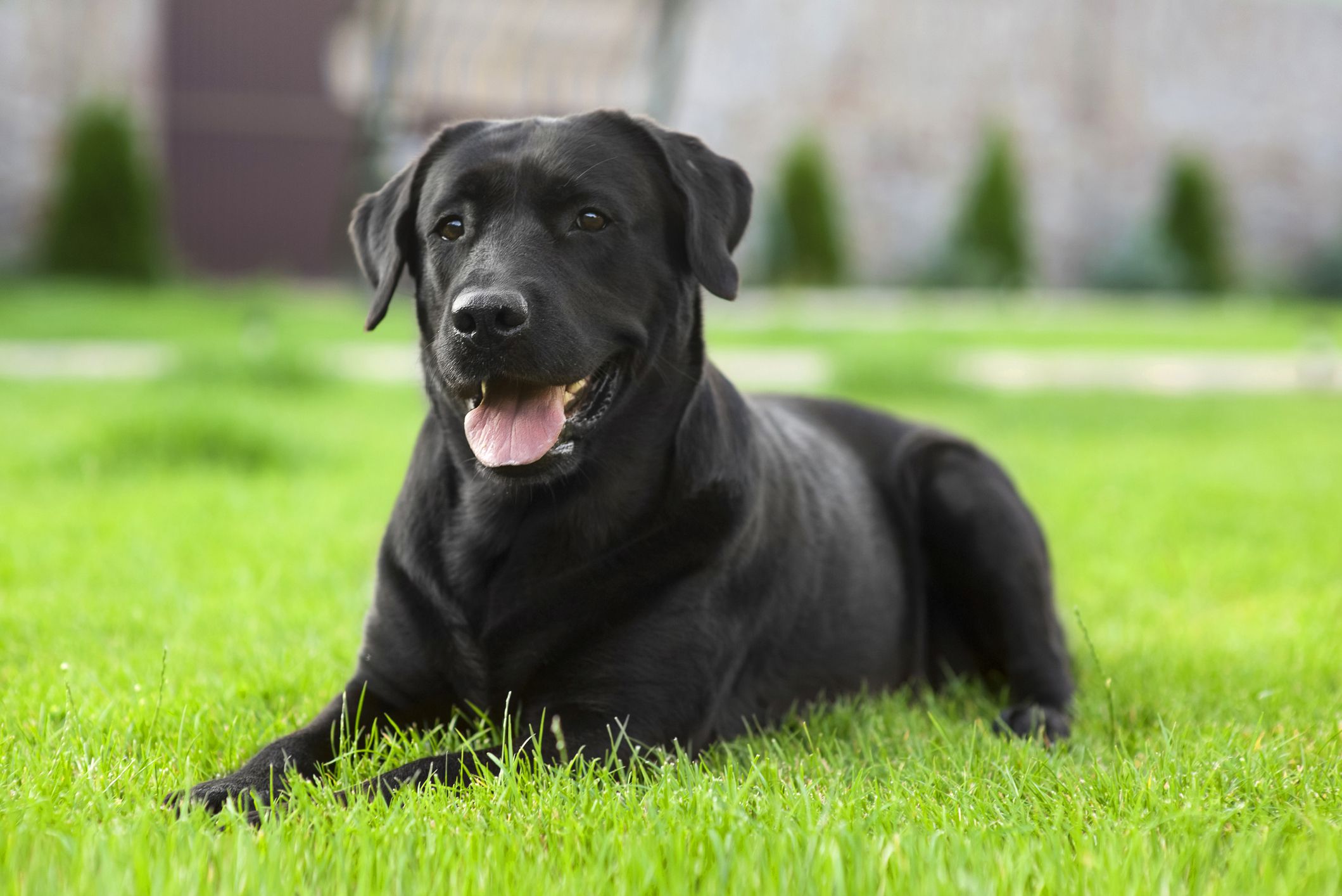 眼部恢复健康的黑色拉布拉多犬