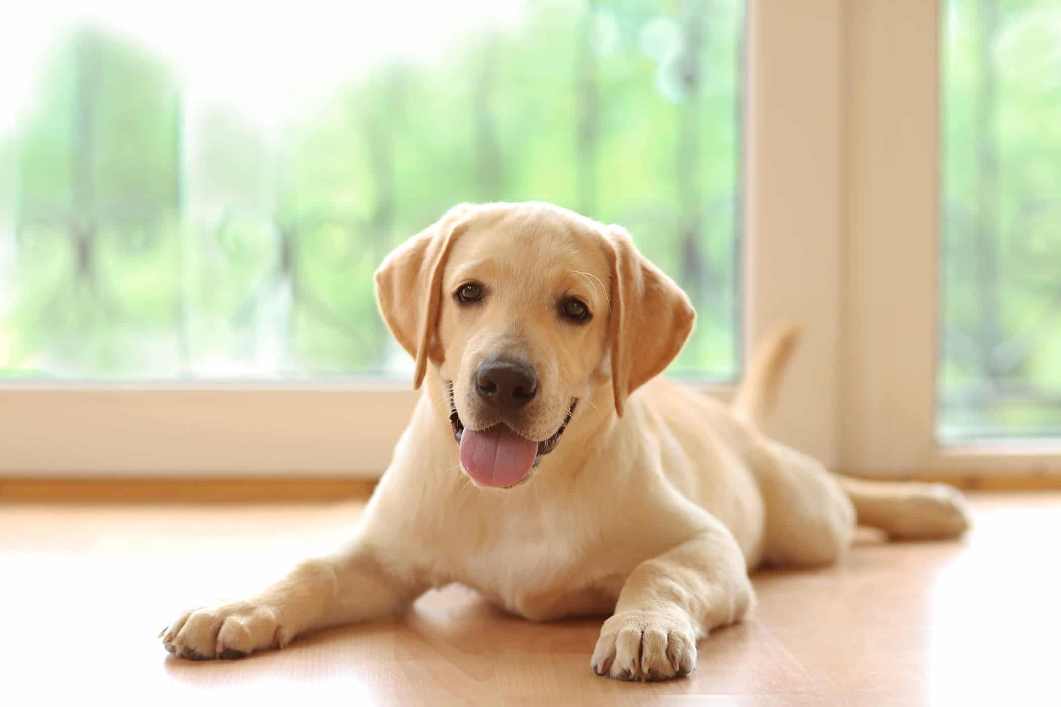 如何训练拉布拉多犬不在家中扒拉地毯或地板？