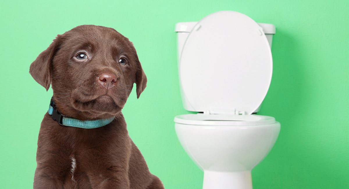 如何训练拉布拉多犬在家中定点上厕所？