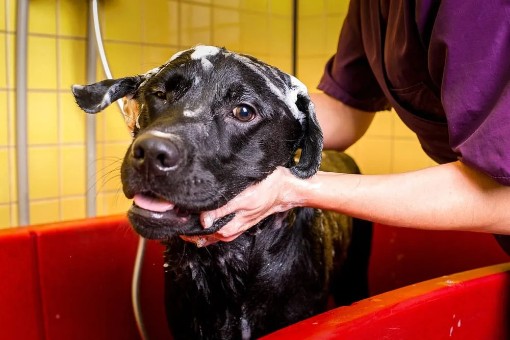 主人正在给黑色拉布拉多犬洗澡