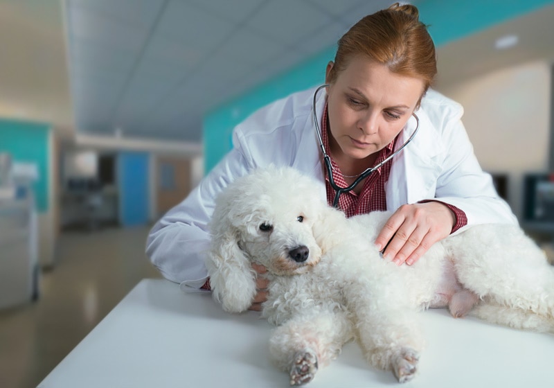 患有心脏病的白色泰迪犬正在接受医生的治疗