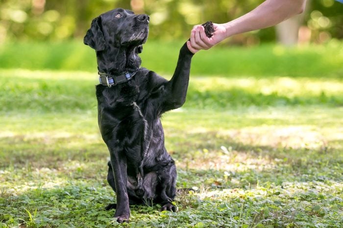 拉布拉多犬如何训练以适应新的环境或旅行？