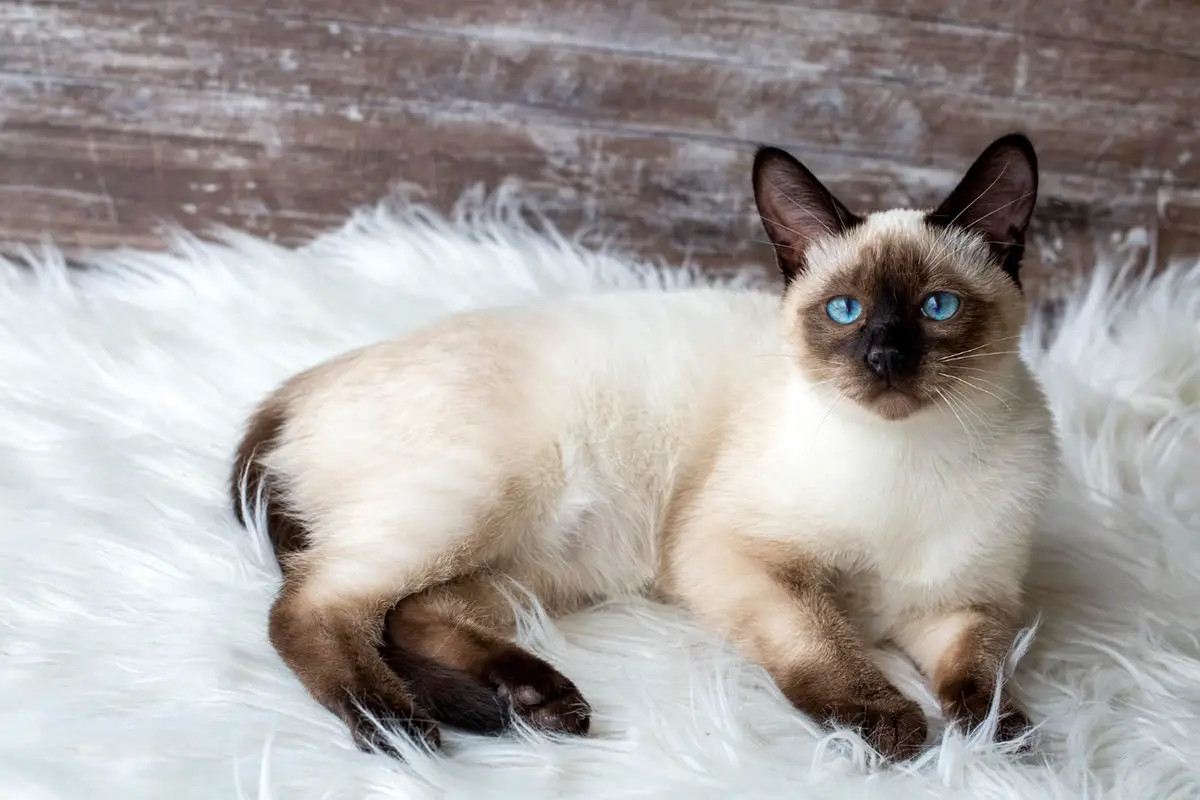 一只蓝眼睛的暹罗猫