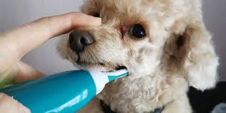 正在刷牙的泰迪犬