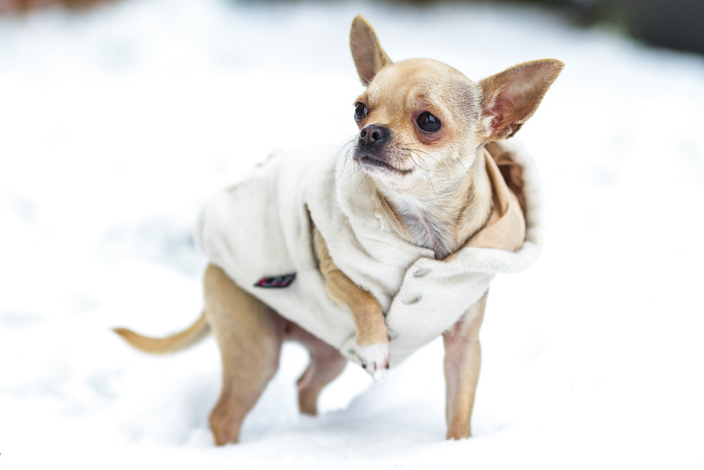 雪地里一只穿着衣服的吉娃娃犬