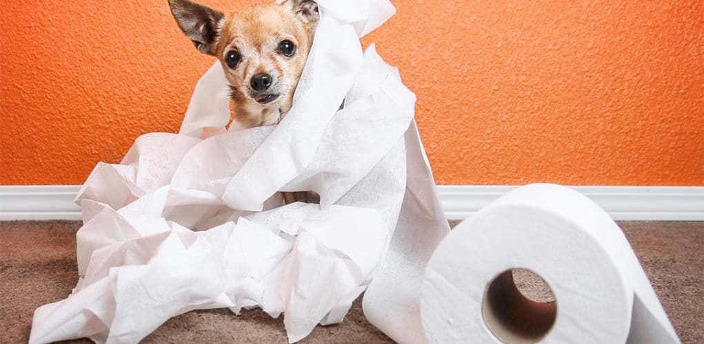 怎样训练吉娃娃犬在家里上厕所？