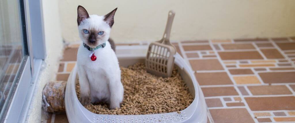 暹罗猫幼崽与猫砂盆