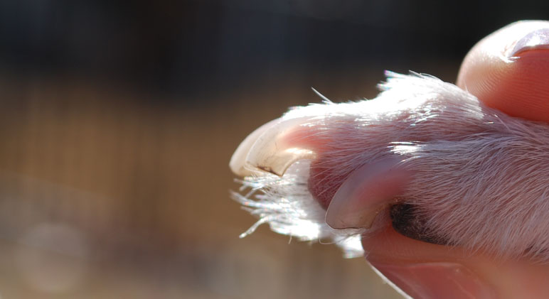 比格犬是否需要定期剪指甲？