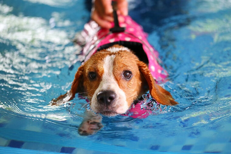正在学习游泳的比格犬