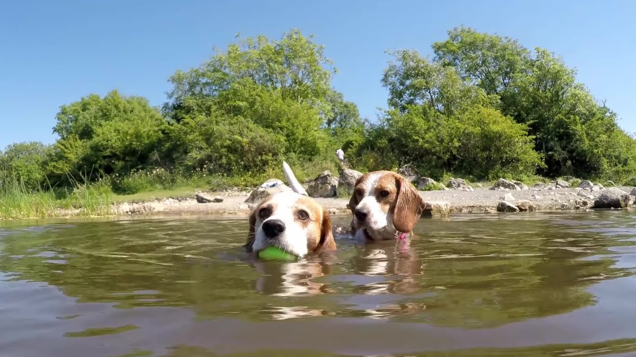 已经学会游泳的比格犬