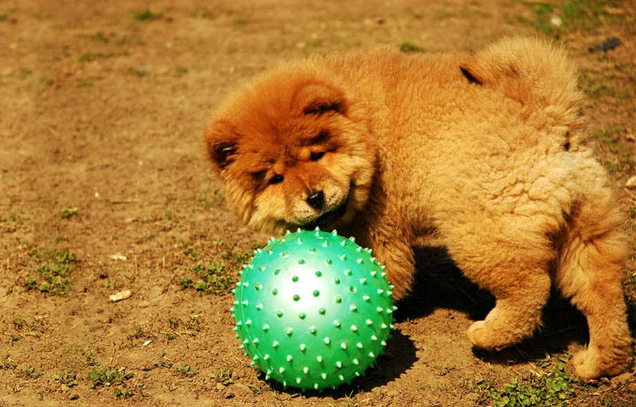 在野外玩球的松狮犬幼犬